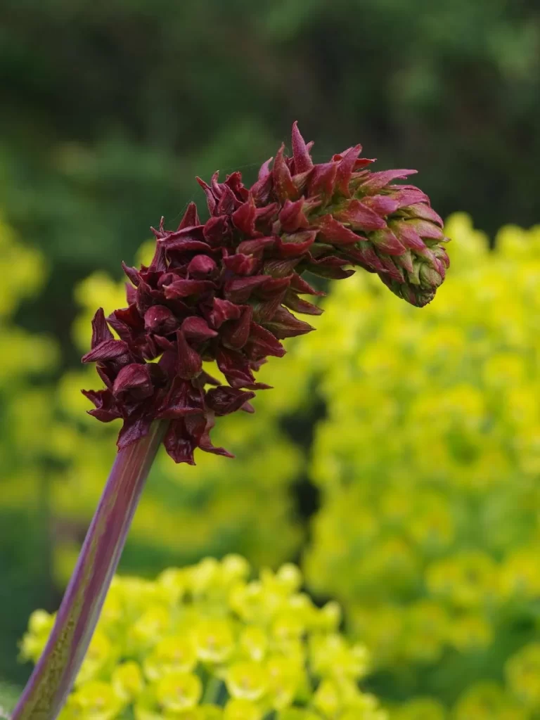 زهرة العسل Melianthus - صورة 6