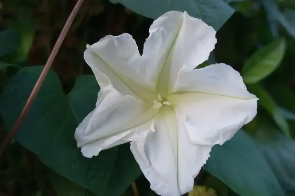 زهرة القمر Spathiphyllum wallisii