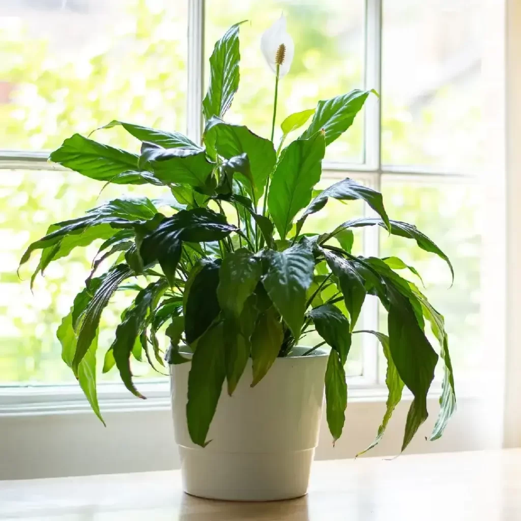 زهرة القمر Spathiphyllum wallisii - صورة 2