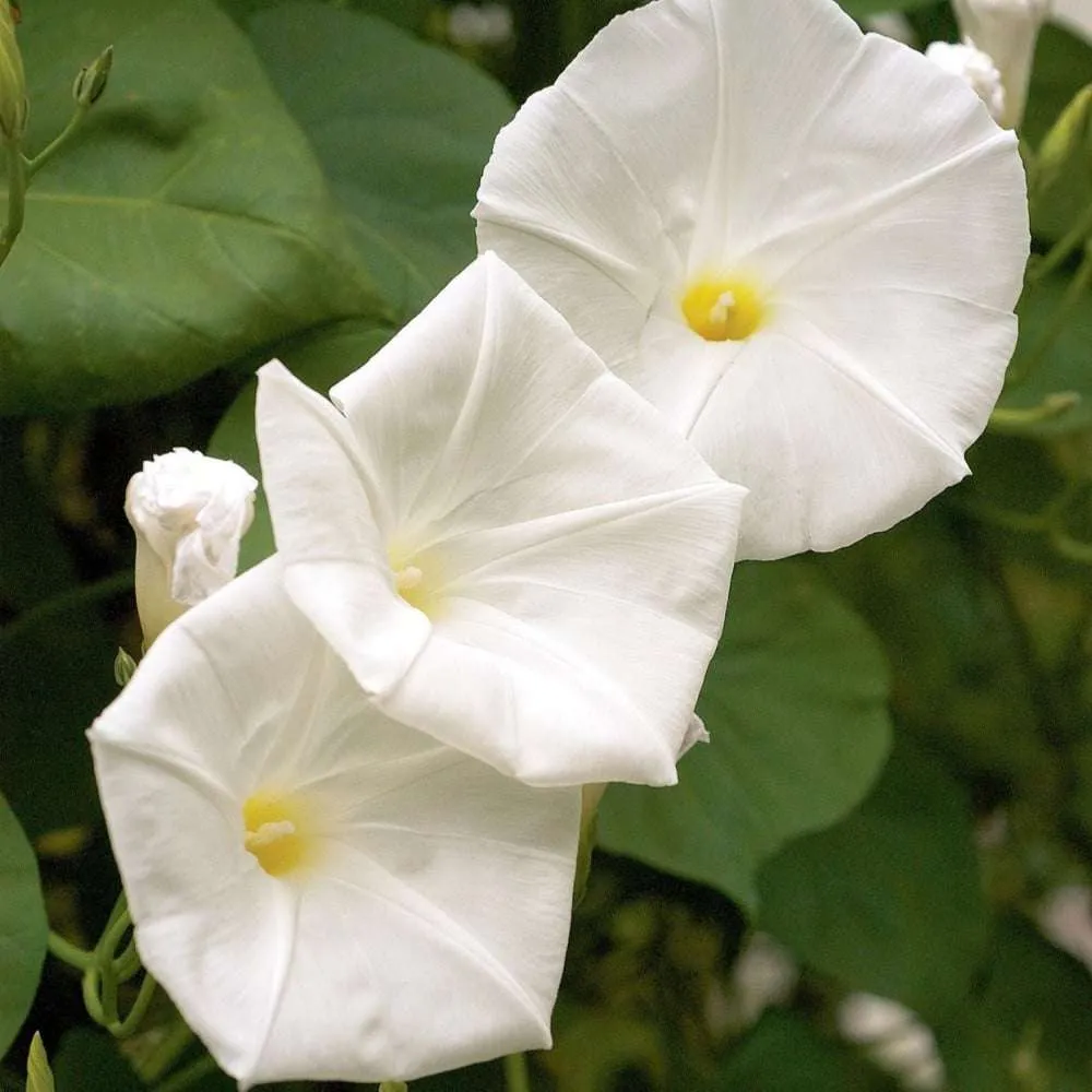 زهرة القمر Spathiphyllum wallisii - صورة 3