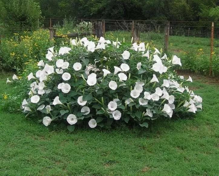 زهرة القمر Spathiphyllum wallisii - صورة 4