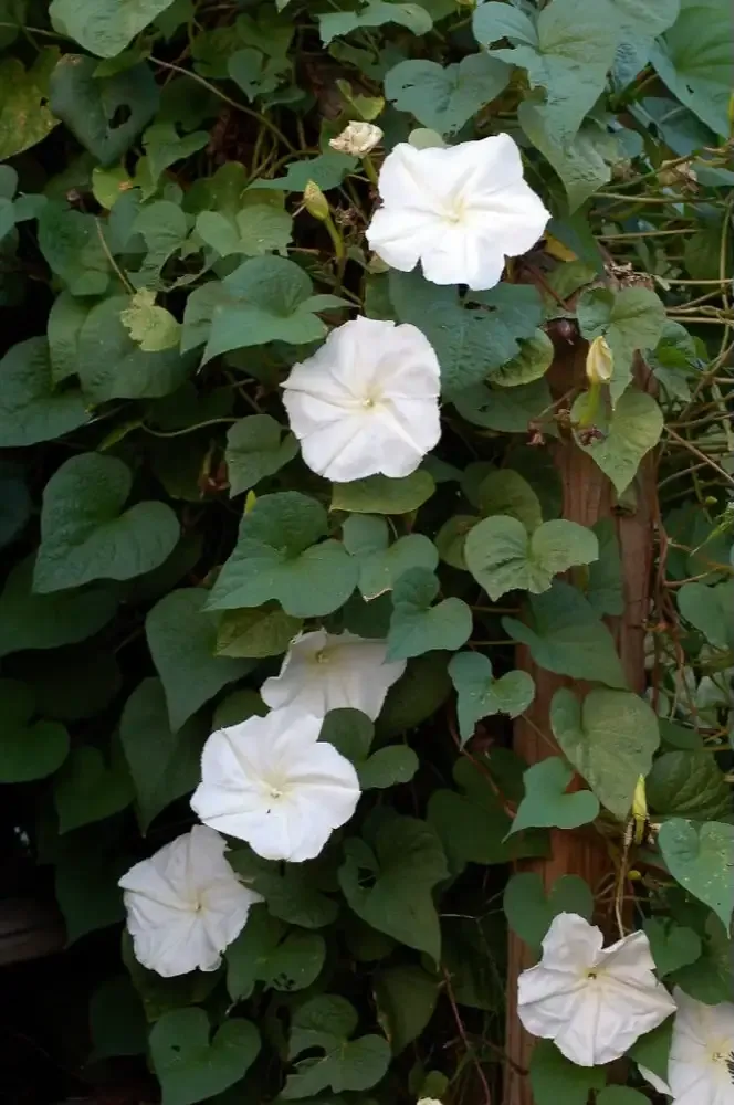 زهرة القمر Spathiphyllum wallisii - صورة 5