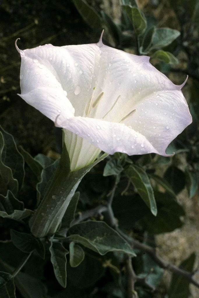 زهرة القمر Spathiphyllum wallisii - صورة 6