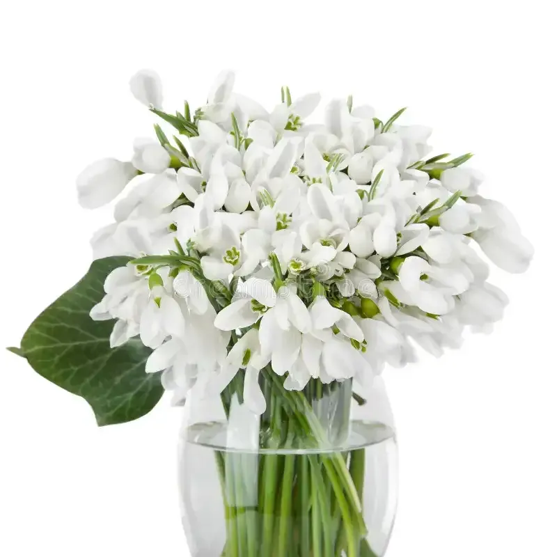 زهرة اللبن الثلجية Snowdrop