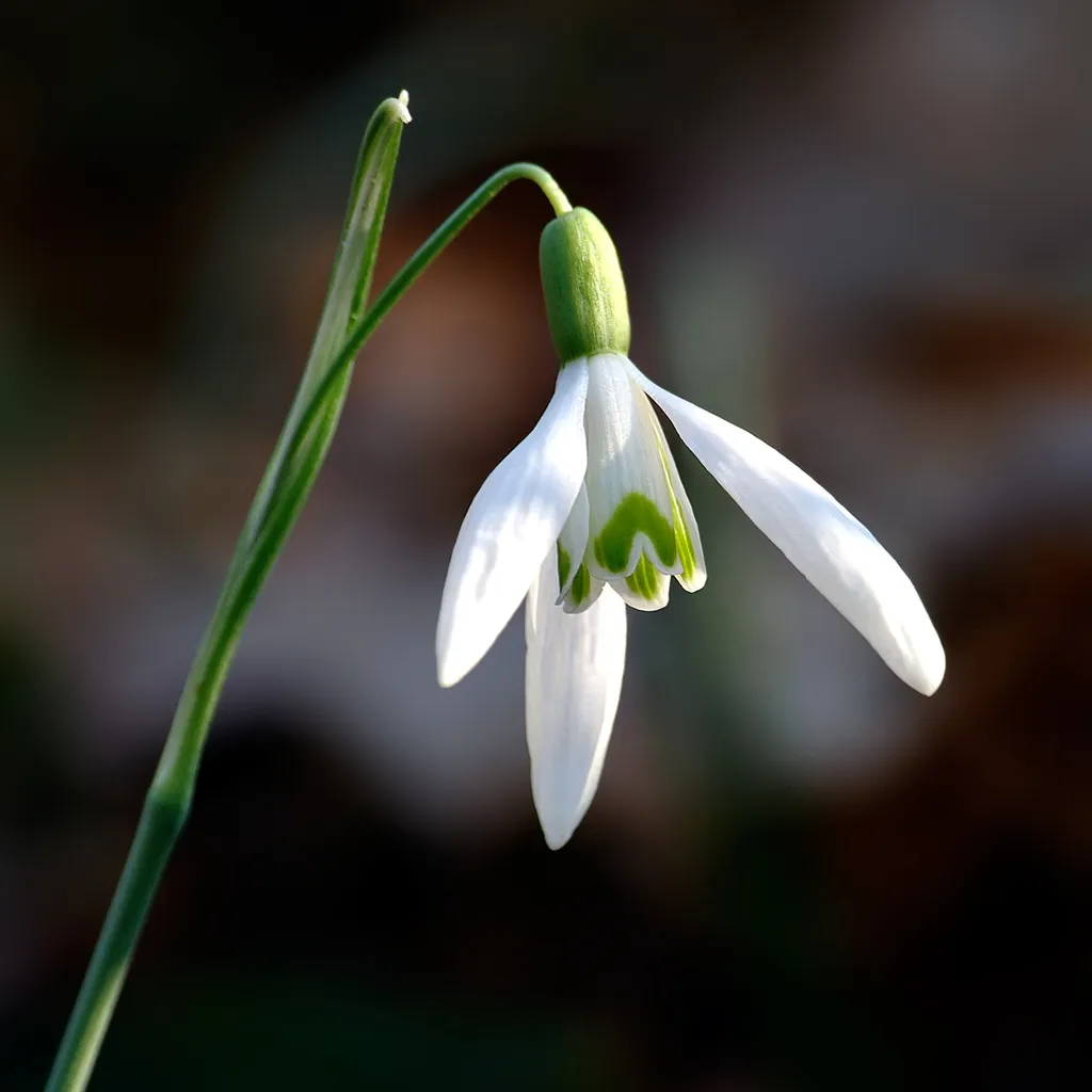 زهرة اللبن الثلجية Snowdrop - صورة 2