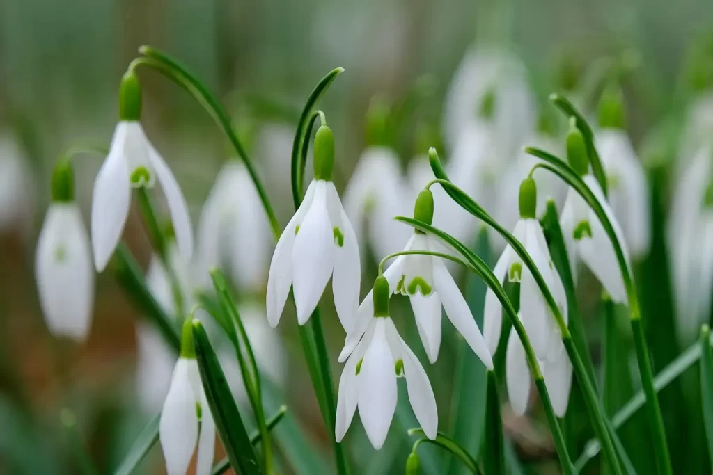 زهرة اللبن الثلجية Snowdrop - صورة 3