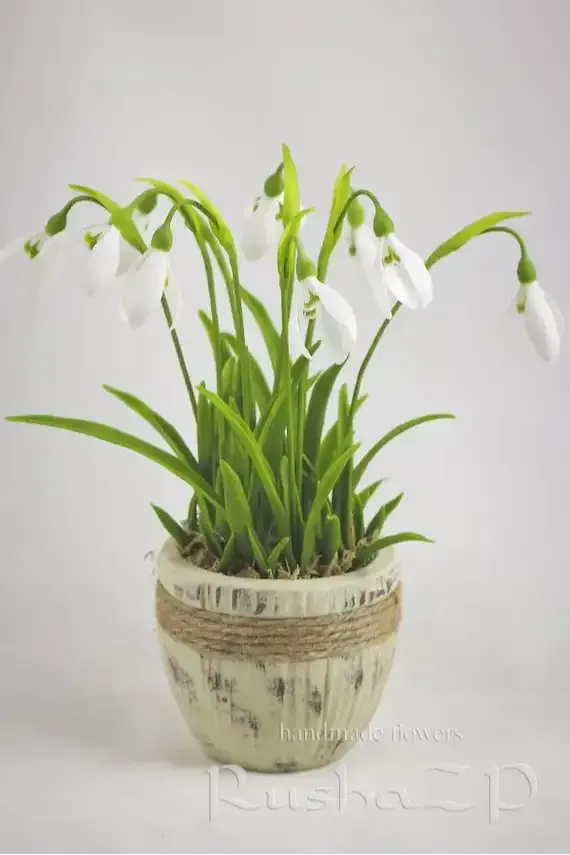 زهرة اللبن الثلجية Snowdrop - صورة 4