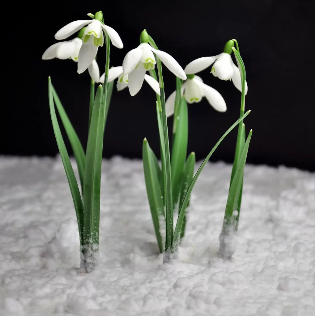 زهرة اللبن الثلجية Snowdrop - صورة 5