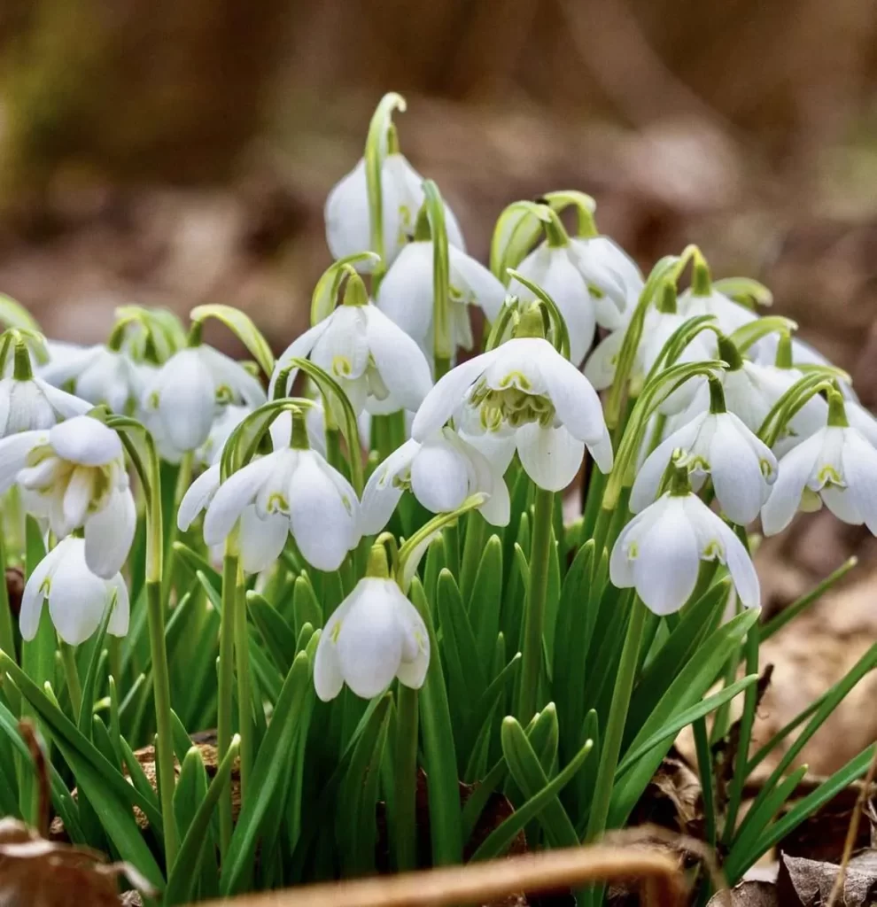 زهرة اللبن الثلجية Snowdrop - صورة 6