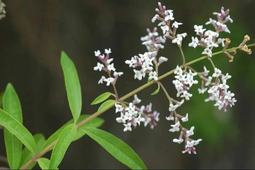 زهرة اللويزة loysia citriodora