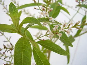 زهرة اللويزة loysia citriodora - صورة 2