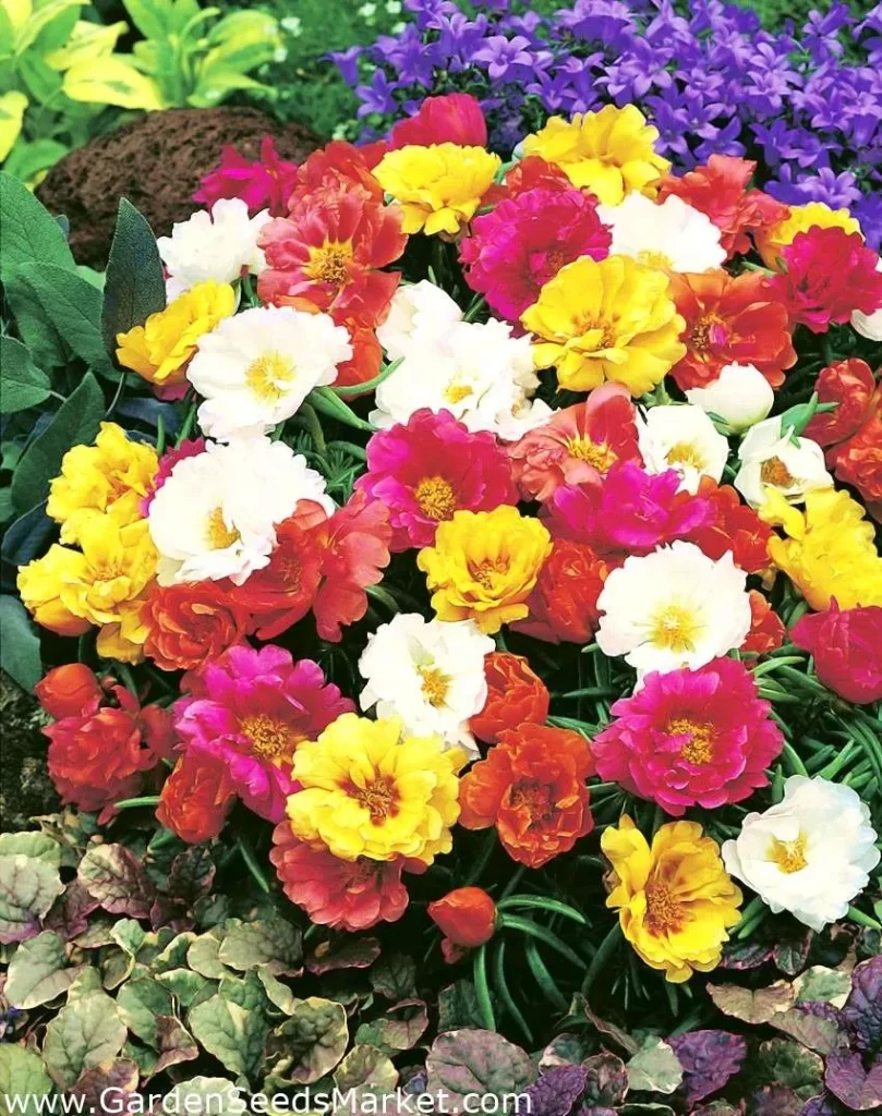 زهرة الموس Portulaca grandiflora
