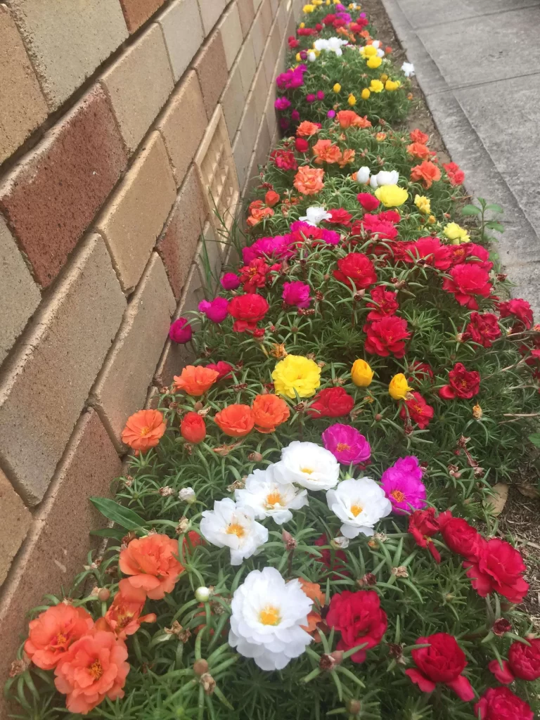 زهرة الموس Portulaca grandiflora - صورة 2