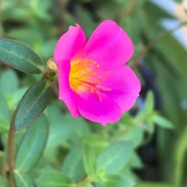 زهرة الموس Portulaca grandiflora - صورة 3