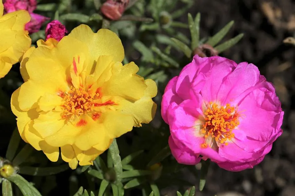زهرة الموس Portulaca grandiflora - صورة 4