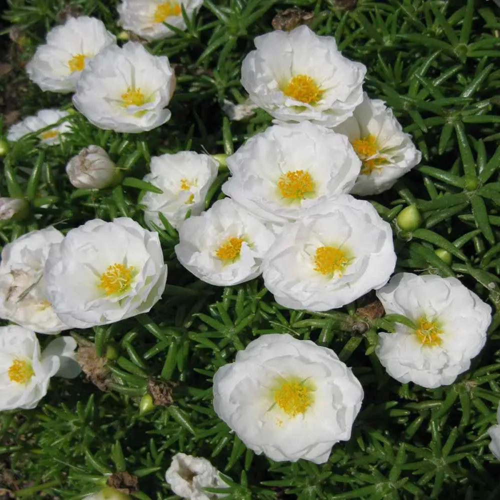 زهرة الموس Portulaca grandiflora - صورة 5