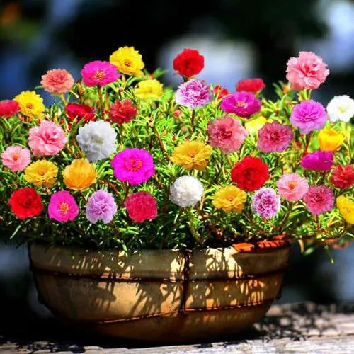 زهرة الموس Portulaca grandiflora - صورة 6