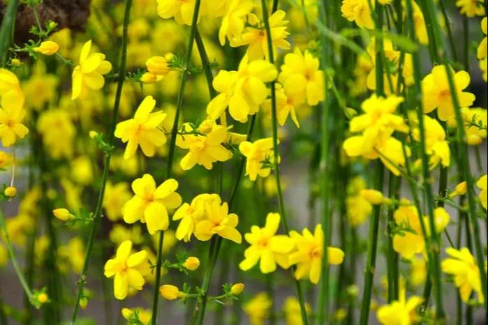زهرة الياسمين الشتوية Winter jasmine