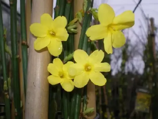 زهرة الياسمين الشتوية Winter jasmine - صورة 2