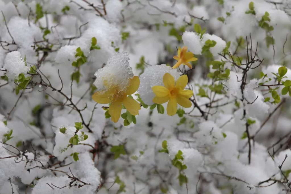 زهرة الياسمين الشتوية Winter jasmine - صورة 3