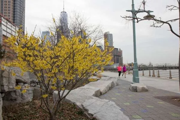 زهرة الياسمين الشتوية Winter jasmine - صورة 4