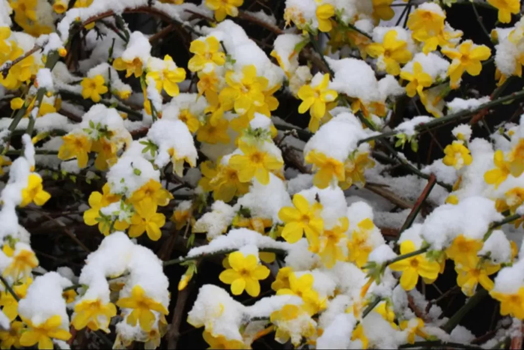 زهرة الياسمين الشتوية Winter jasmine - صورة 5