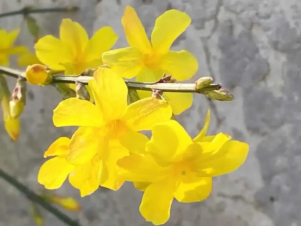 زهرة الياسمين الشتوية Winter jasmine - صورة 6