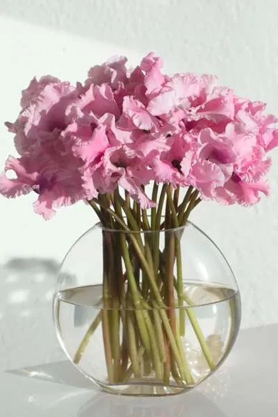زهرة بخور مريم Cyclamen