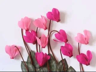 زهرة بخور مريم Cyclamen - صورة 3