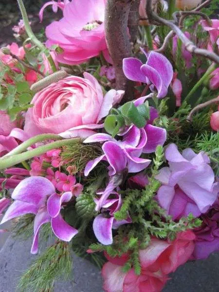 زهرة بخور مريم Cyclamen - صورة 5