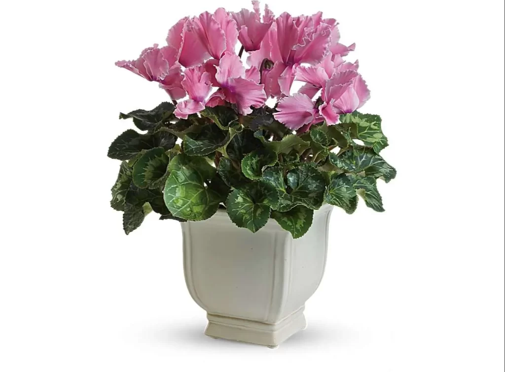 زهرة بخور مريم Cyclamen - صورة 6