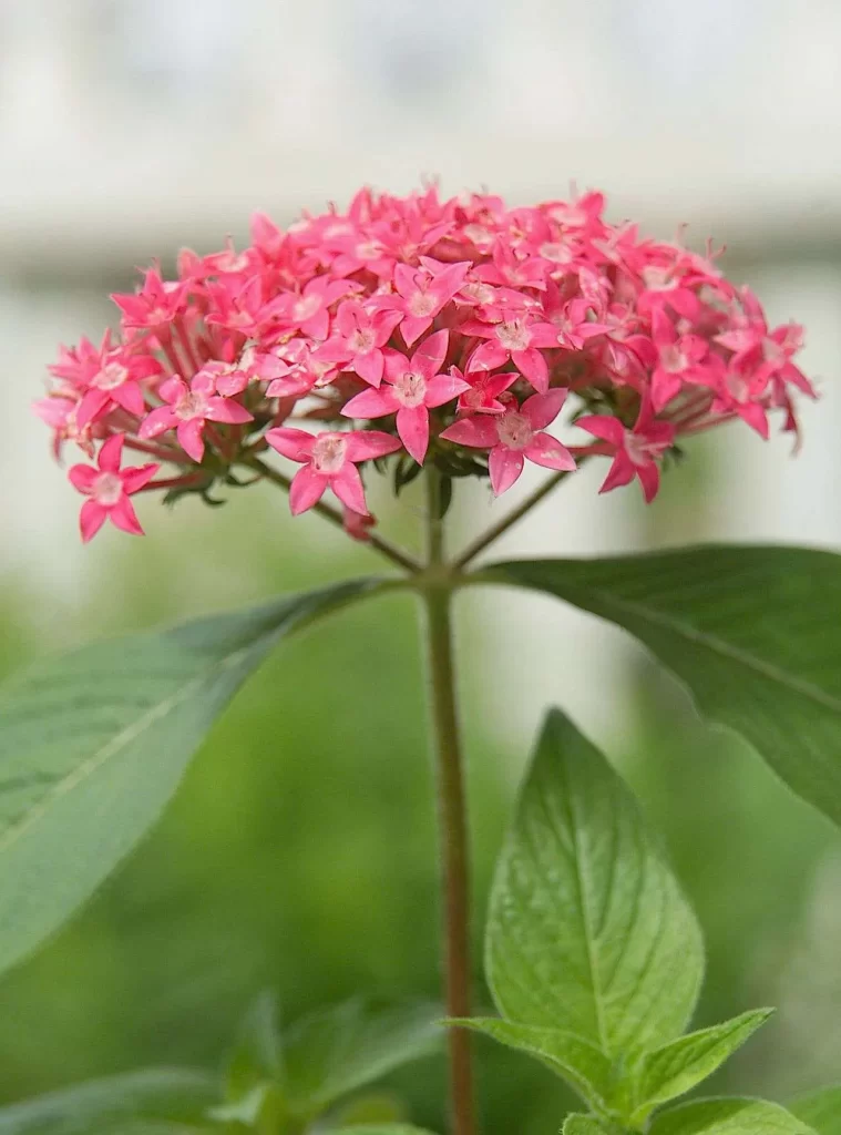 ورد بنتاس Pentas lanceolata