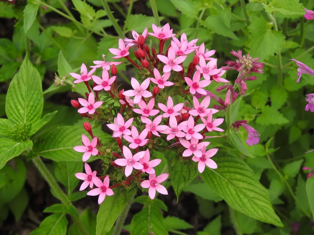ورد بنتاس Pentas lanceolata - صورة 2