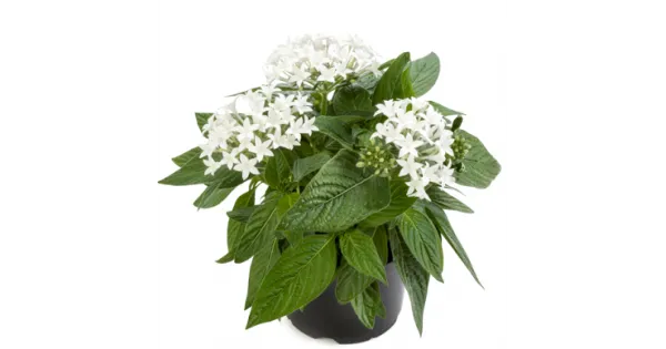 ورد بنتاس Pentas lanceolata - صورة 3