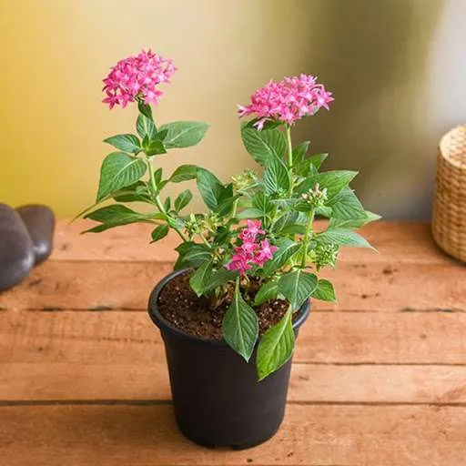 ورد بنتاس Pentas lanceolata - صورة 4