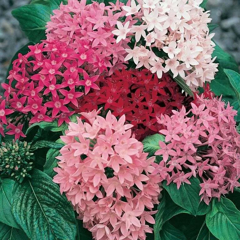 ورد بنتاس Pentas lanceolata - صورة 5