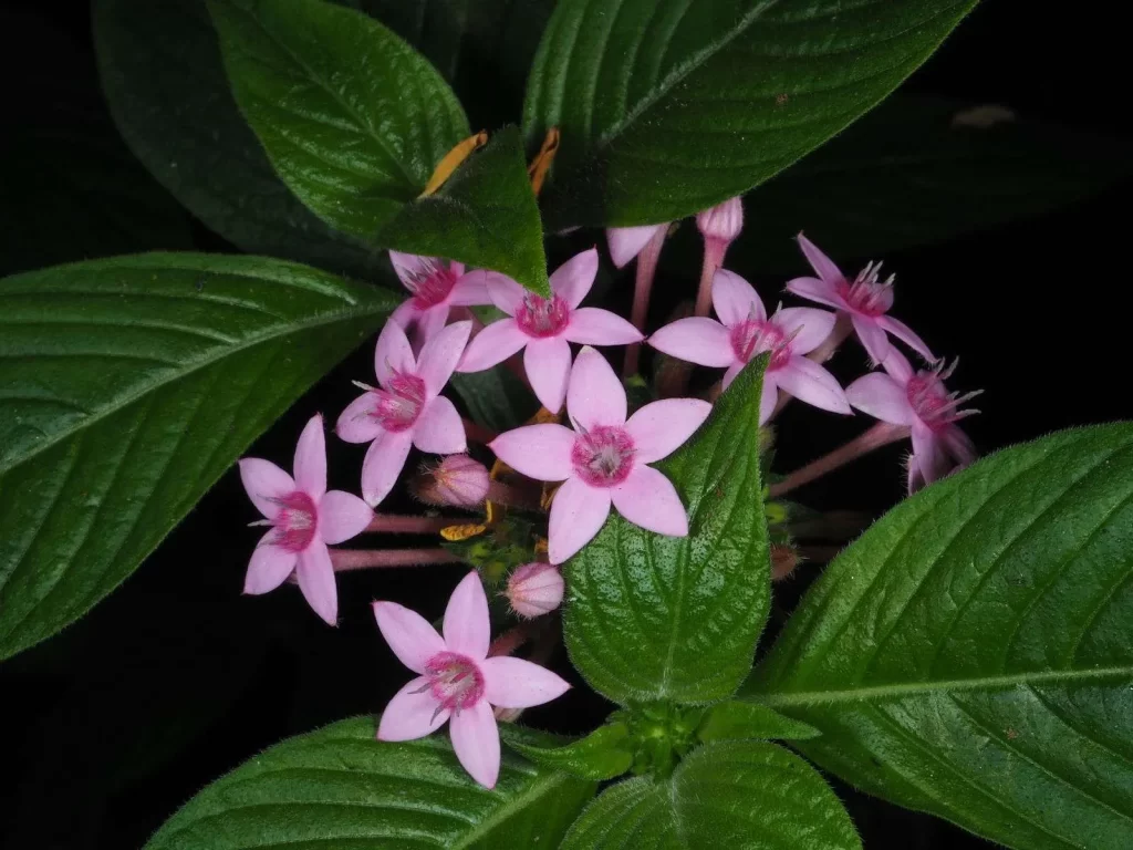 ورد بنتاس Pentas lanceolata - صورة 6