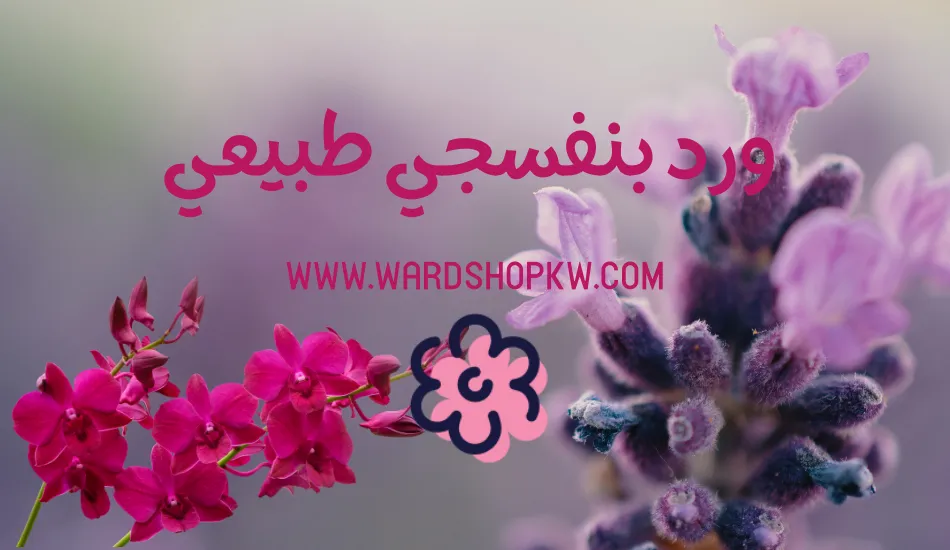 صور ورد بنفسجي طبيعي نادر رمز الإخلاص والتفاني والحكمة
