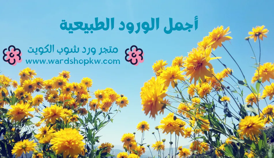 ورد طبيعي جميل خلاصة عبق الطبيعة الساحرة